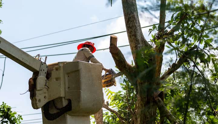 Tree care and maintenance services in Lawrence