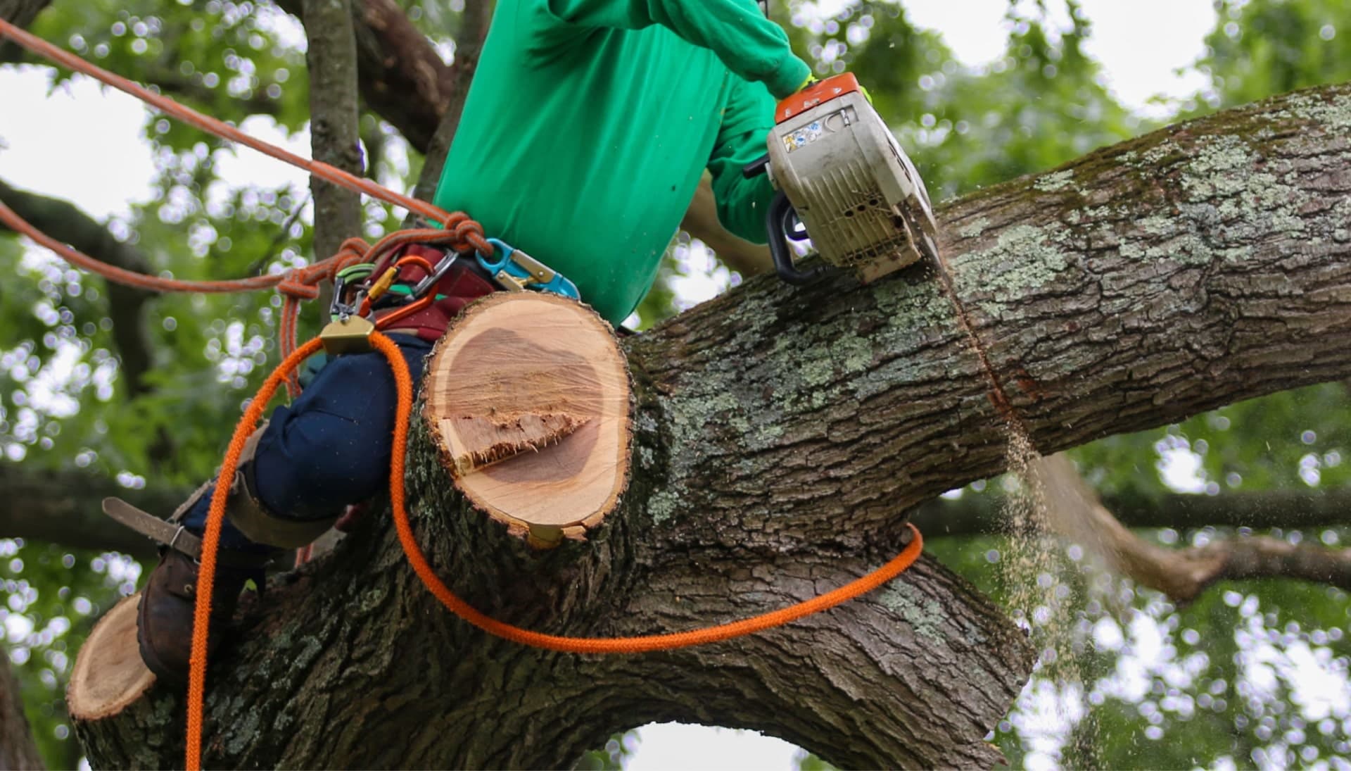 Relax with Lawrence best tree removal.