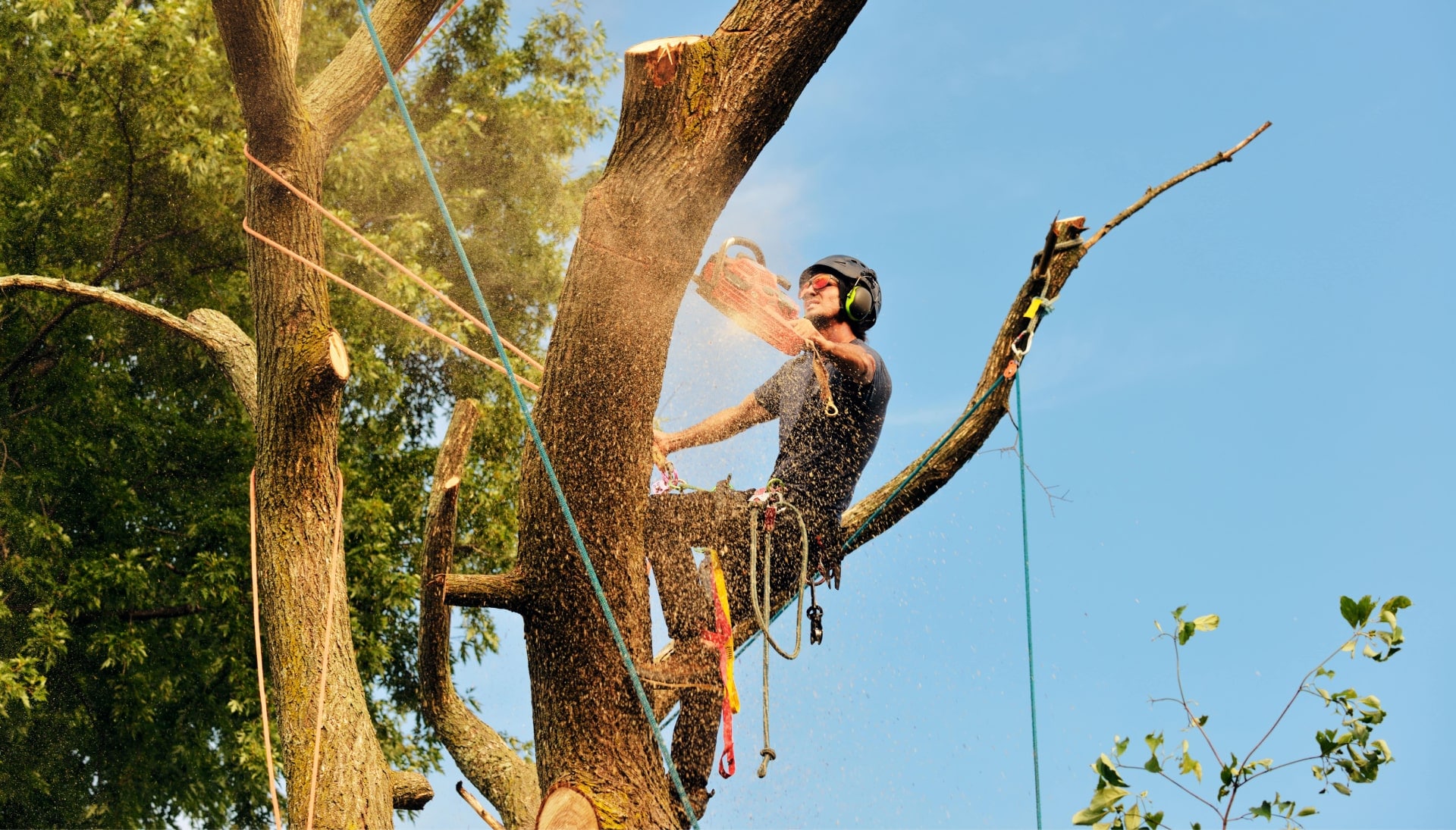 Lawrence tree removal experts solve tree issues.