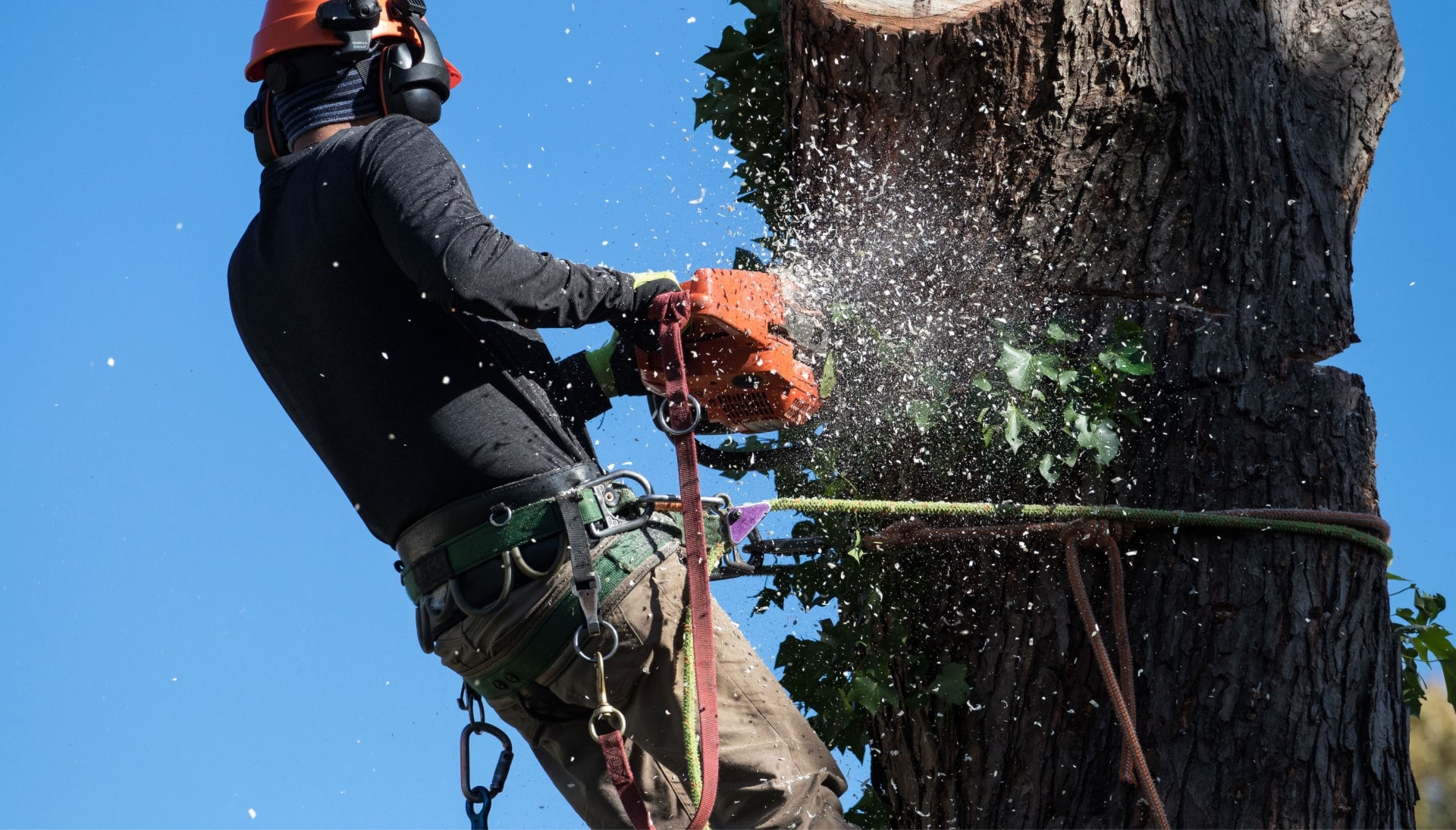 Professional Tree removal solutions in Lawrence