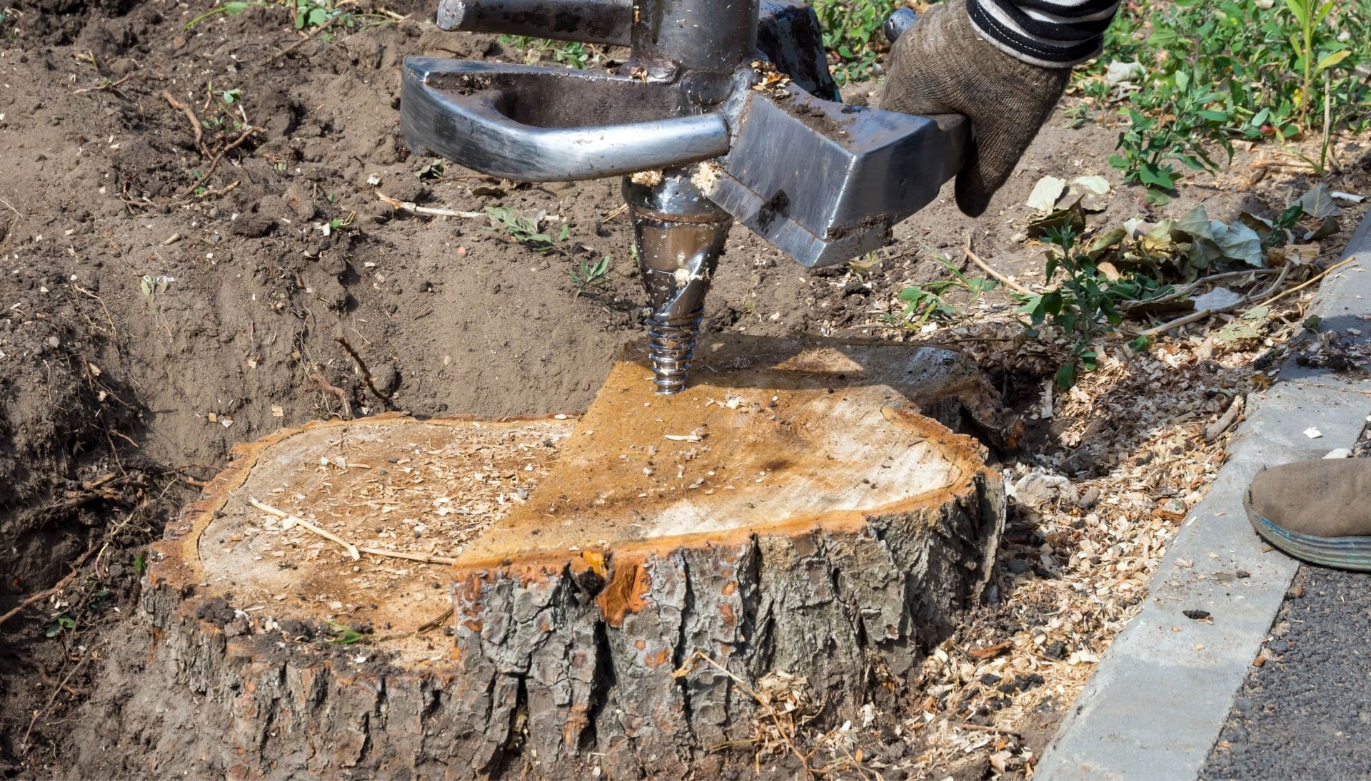 Lawrence Tree stump removal